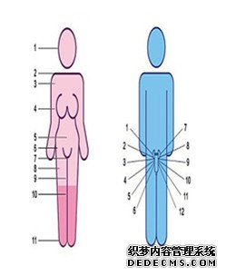 ����Ϊ��Ҫ���ְ�Ƥ����